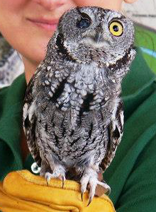 A Screech Owl from the Sulphur Creek Nature Center demonstrated at the BioBlitz 2012. Courtesy USFWS. Copyright CC BY-SA 3.0.